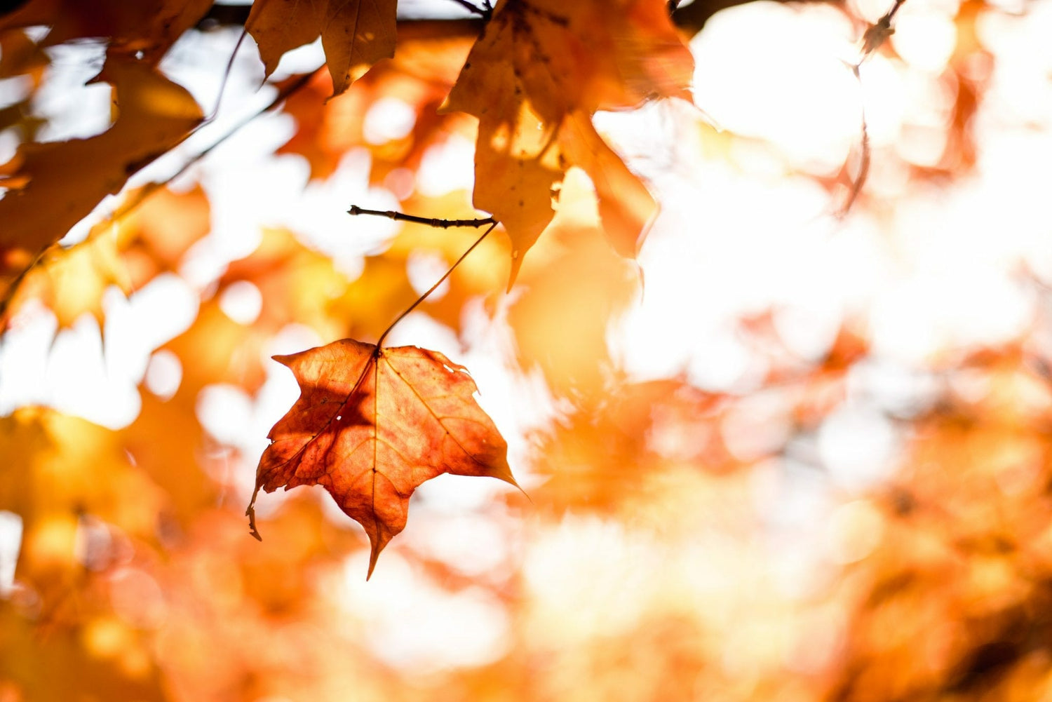 Pourquoi perd-on nos cheveux en automne ?